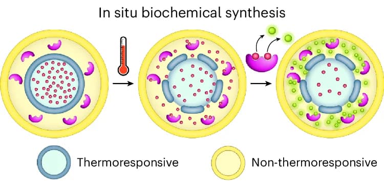 Open access visualization of Workflow, Illustration, Enzymatic Synthesis, Concentrisome Reactors, Thermoresponsive Liposomes