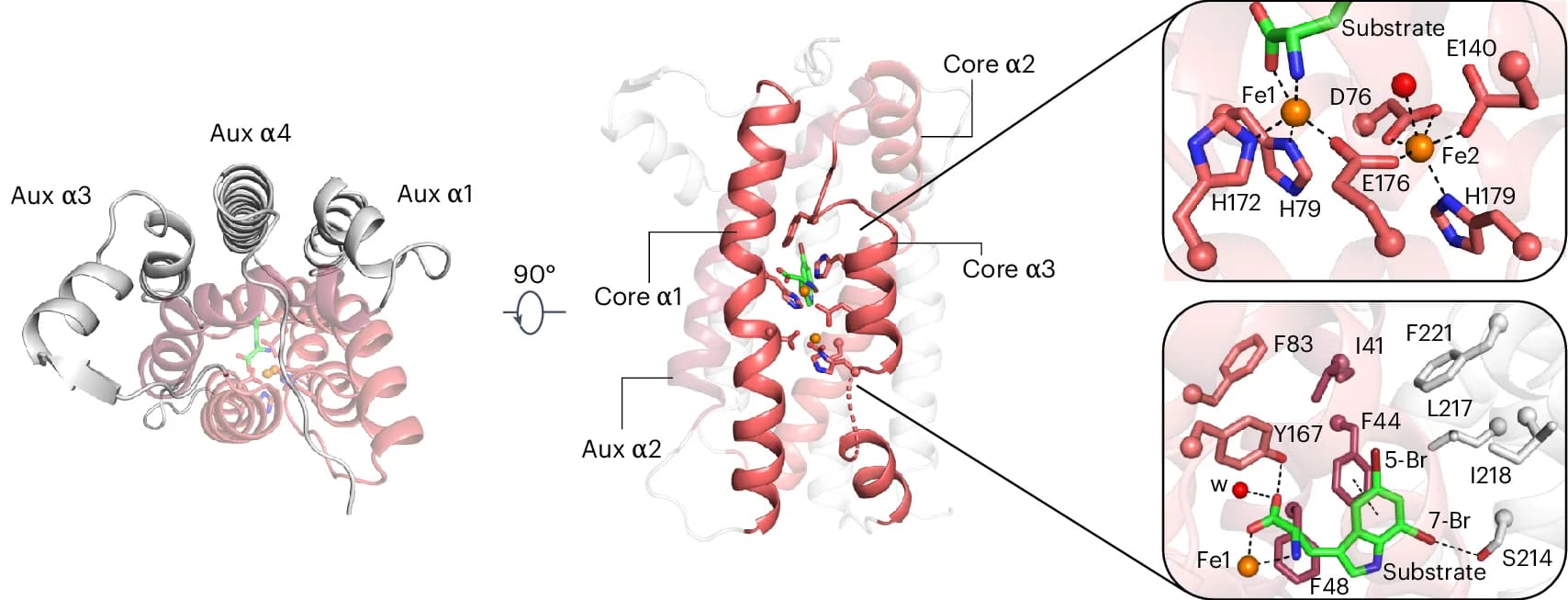 Open access visualization of Protein Structure, Chemical Structure, Holo-AetD, 7-Helical Bundle, Alpha Helices