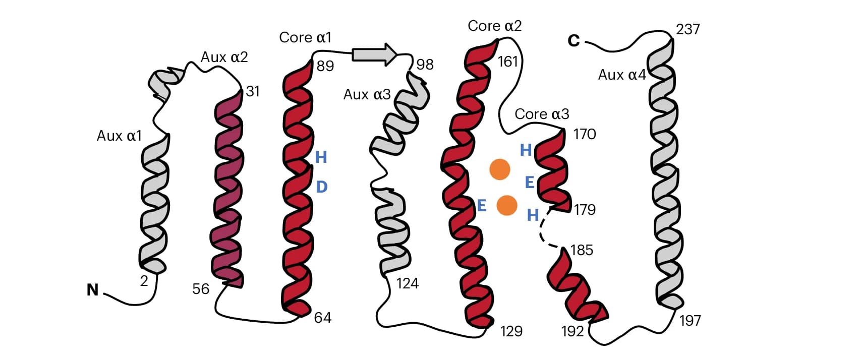 Open access visualization of Protein Structure, Topology Diagram, AetD Architecture, Metal-Binding Residues, Diiron Cofactor