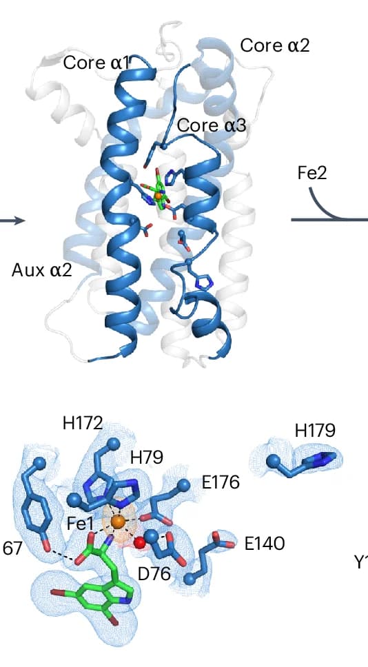 Open access visualization of Protein Structure, Chemical Structure, Substrate, Fe1, Cofactor
