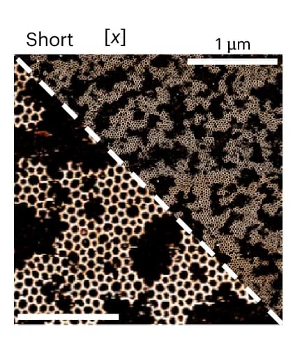 Open access visualization of Microscopy, AFM Images, Steady-State Networks, Monomers