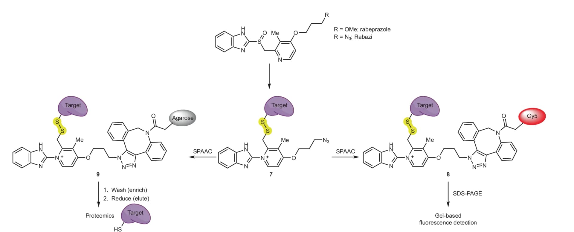 Open access visualization of Workflow, Chemical Structure, Chemoproteomics, Rabeprazole-reactive Proteins, SPAAC