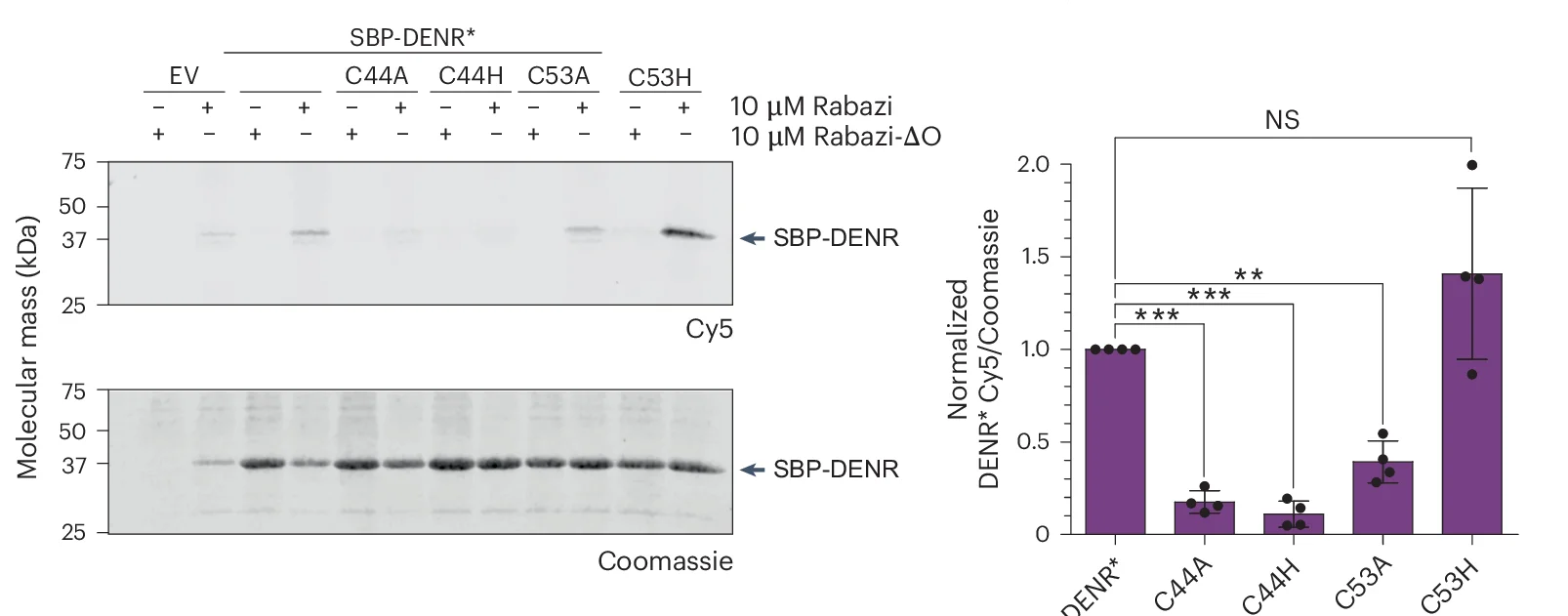 Open access visualization of Bar Plot, Error Bars, Gel, Histidine, SBP-DENR