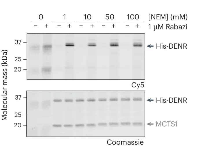 Open access visualization of Gel, Thiol Alkylating Agent, NEM, Rabazi Conjugation, Recombinant DENR