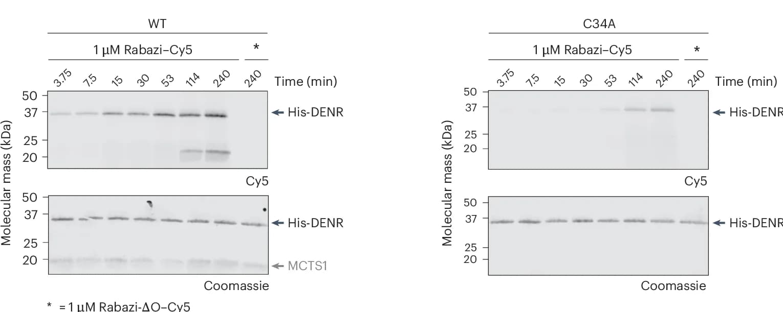 Open access visualization of Gel, Recombinant WT DENR, Rabazi Conjugation, DENR(C34A)