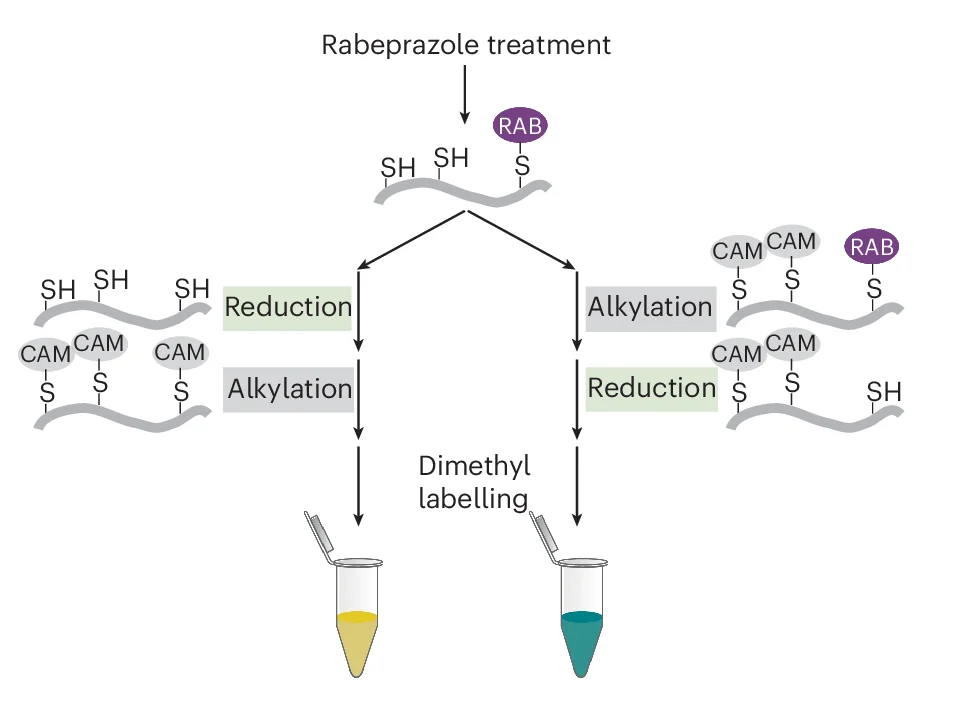 Open access visualization of Workflow, Flowchart, Alkylation, Rabeprazole, Conjugation Site