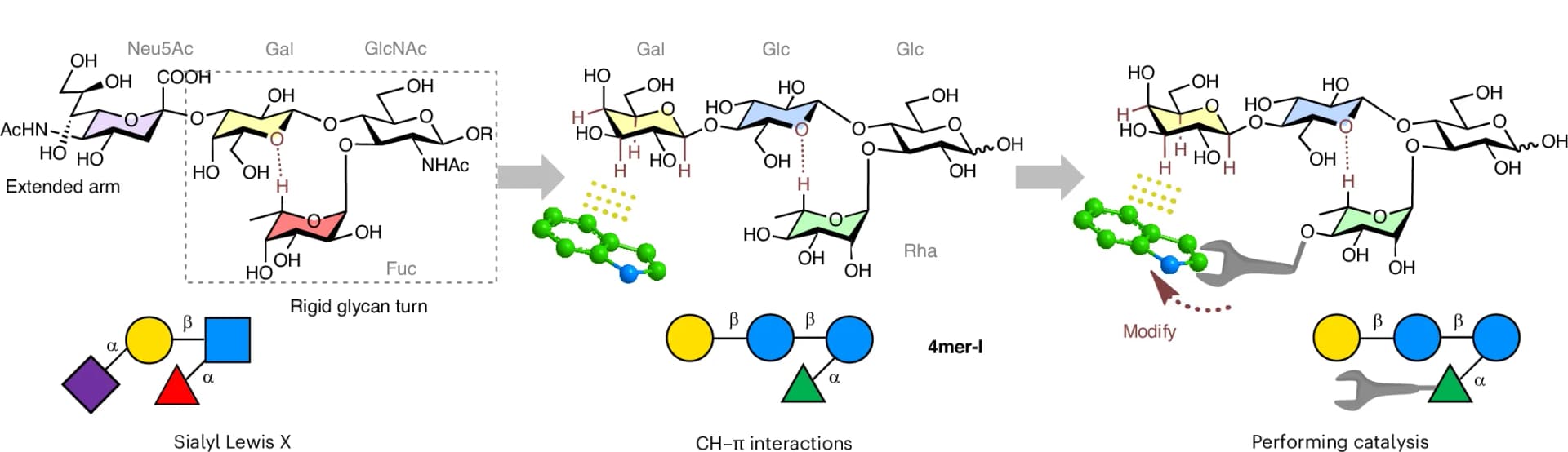 Open access visualization of Chemical Structure, Workflow, Sialyl Lewis X, Glycan Foldamer, Catalysis