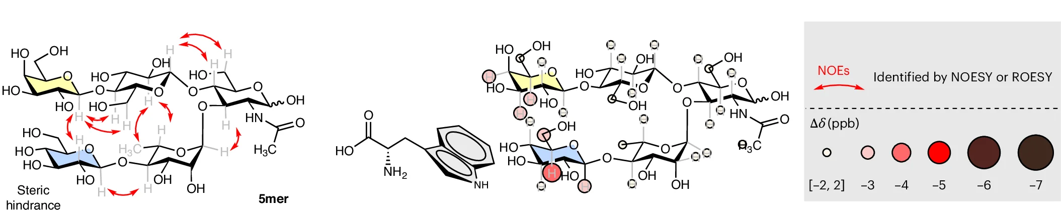 Open access visualization of Chemical Structure, Illustration, ROESY NMR, Nuclear Overhauser Effects, 5mer