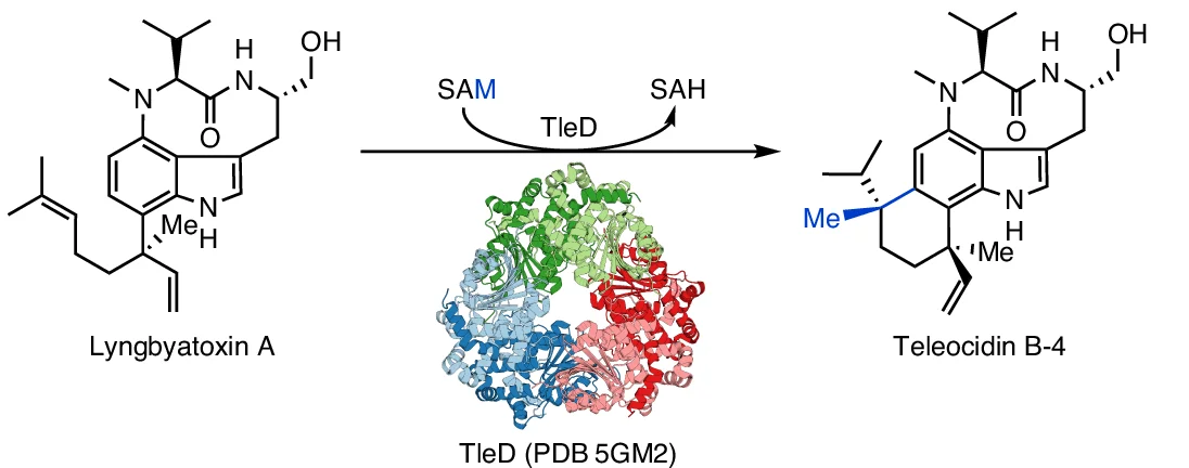Open access visualization of Workflow, Chemical Structure, Protein Structure, Methyltransferase, Cyclase