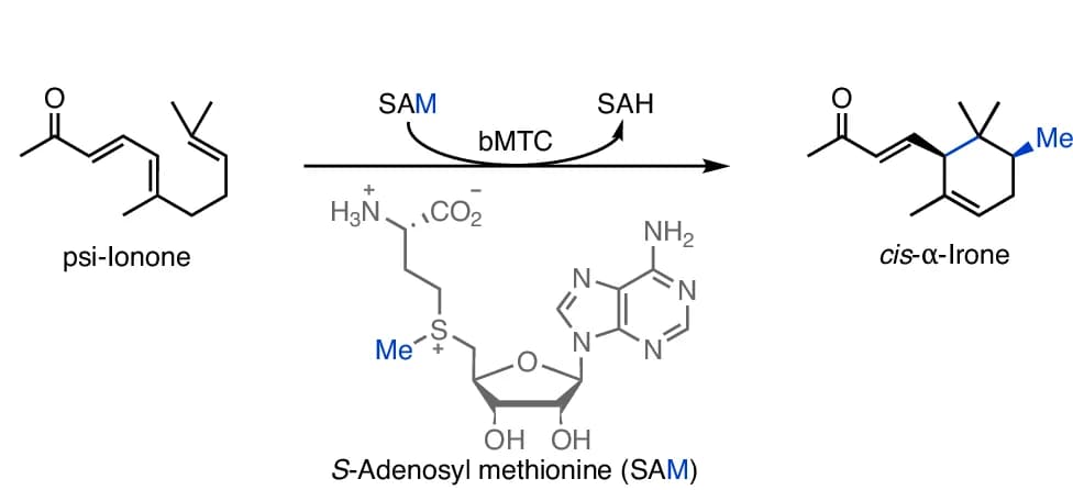 Open access visualization of Chemical Structure, Illustration, Methyltransferase, Cyclase, psi-Ionone