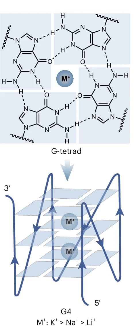 Open access visualization of Chemical Structure, Illustration, G-tetrad, Hoogsteen Hydrogen Bonds, Guanines