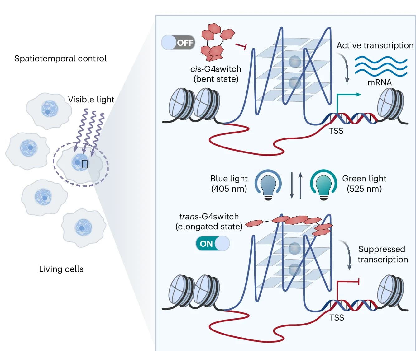 Open access visualization of Workflow, Illustration, Optically Controlling Gene Expression, Photoswitchable G4 Ligand, G4switch