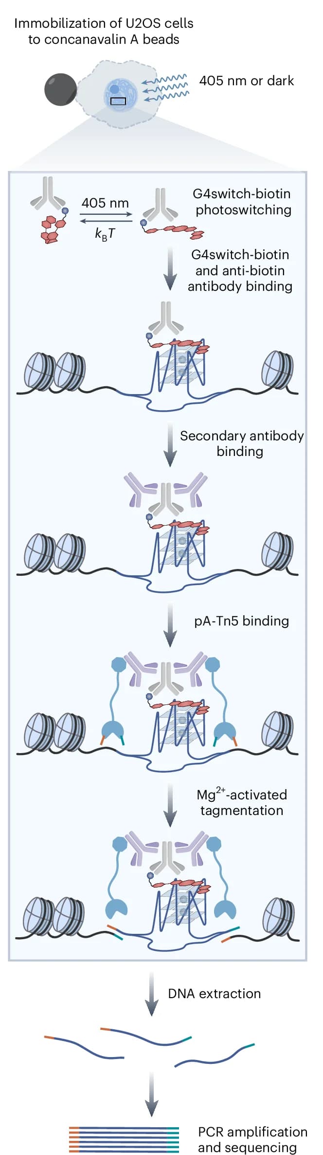 Open access visualization of Workflow, Illustration, G4switch-biotin Chem-map, U2OS Cells, DNA targets