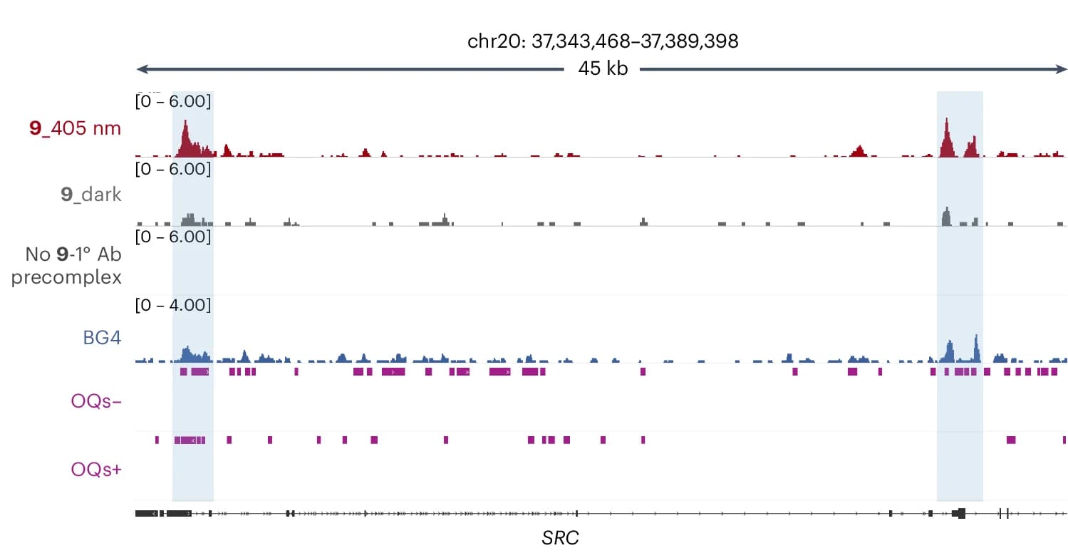 Open access visualization of Line Plot, Bar Plot, Genome browser views, Chem-map binding sites, G4-CUT&Tag