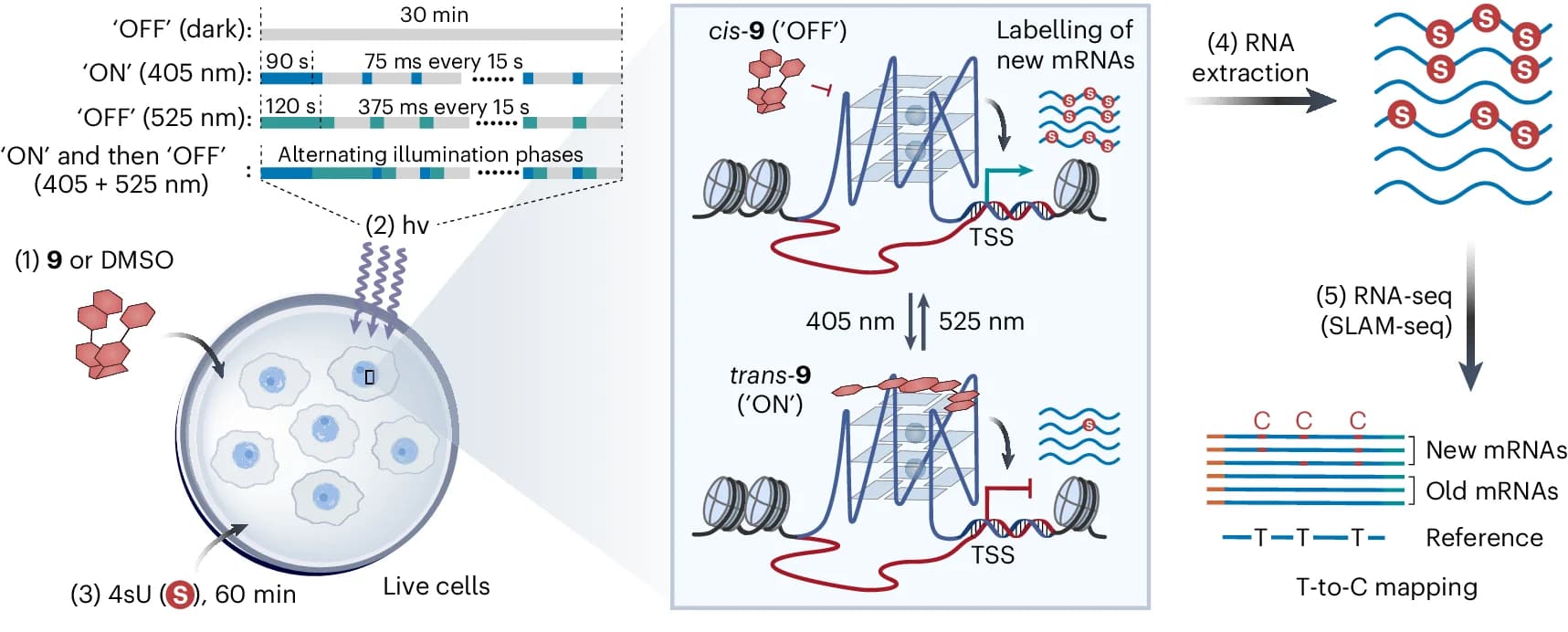 Open access visualization of Workflow, Illustration, G4-switch, Optical Control, Gene Expression