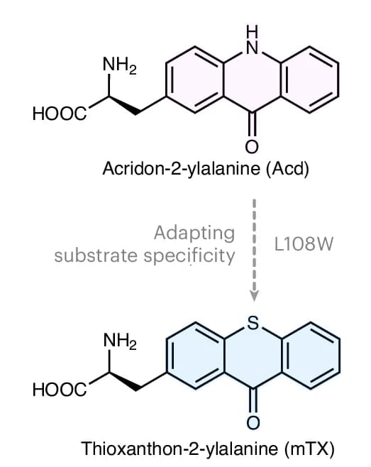 Open access visualization of Chemical Structure, Mj TyrRS, AcdRS2b, Fluorescent Amino Acid, mTX Incorporation
