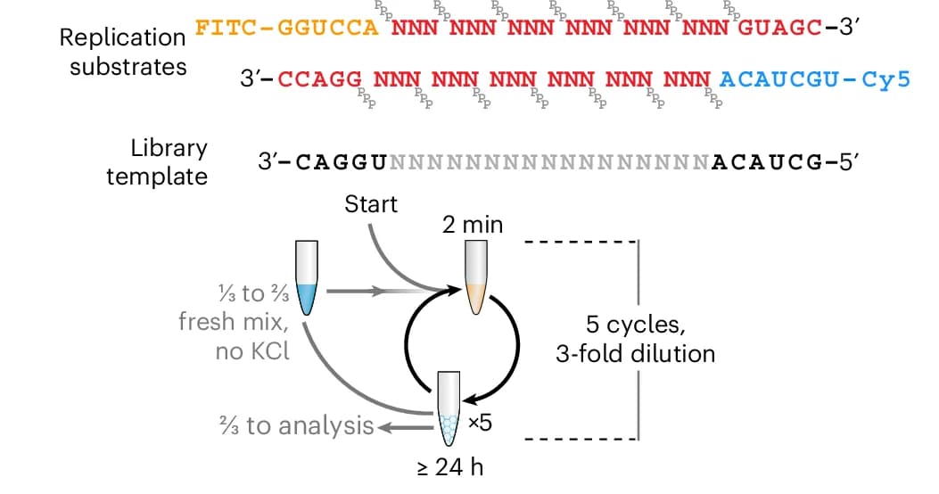 Open access visualization of Workflow, Illustration, Replication Substrates, Iterative Replication, RNA Library