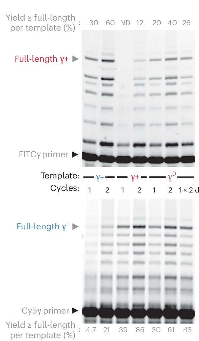 Open access visualization of Gel, Synthesis, Replication, Single Strands, Duplex