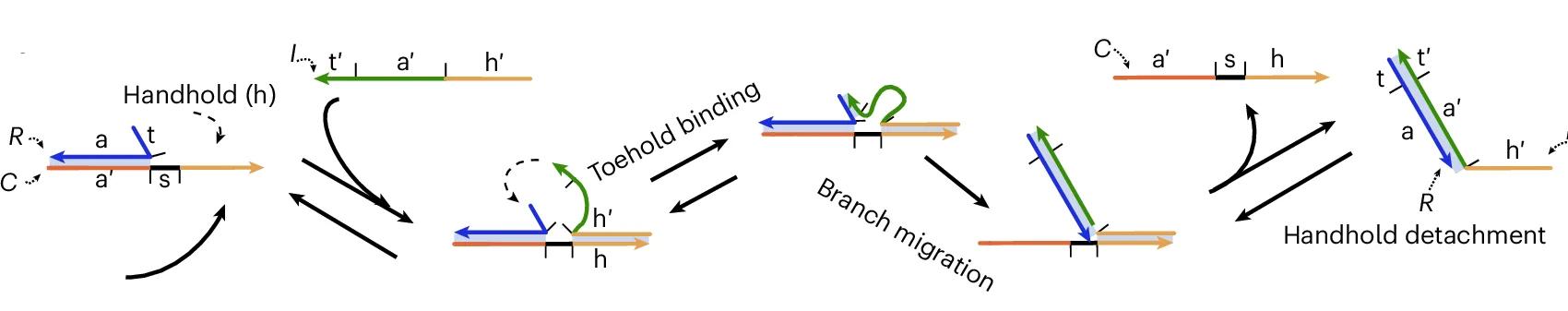Open access visualization of Workflow, Flowchart, Illustration, HMSD, Handhold