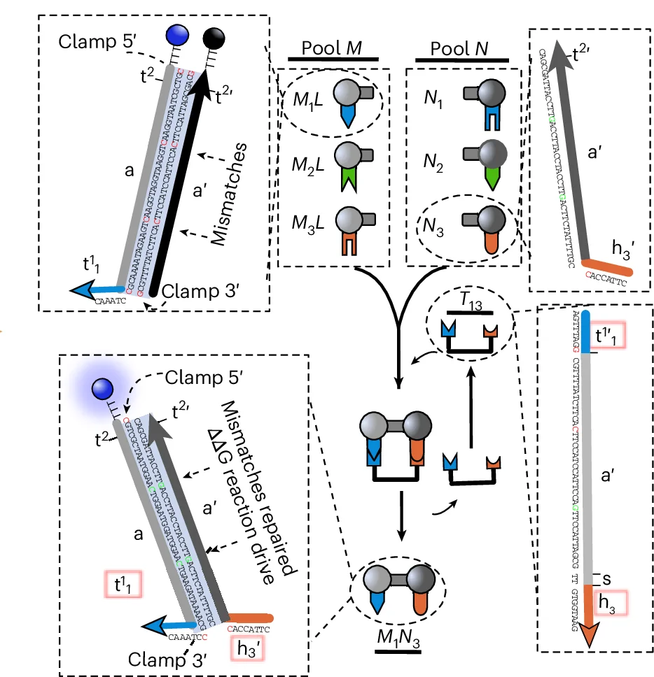 Open access visualization of Workflow, Flowchart, Illustration, DNA Sequence, Dimerization
