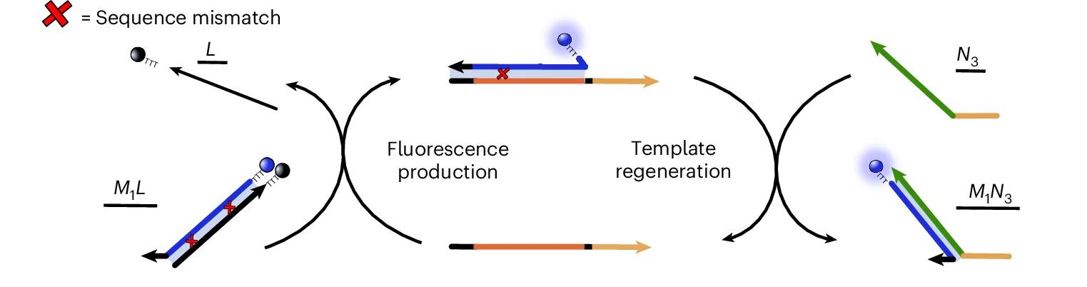 Open access visualization of Workflow, Illustration, Experimental Setup, Template, Monomers