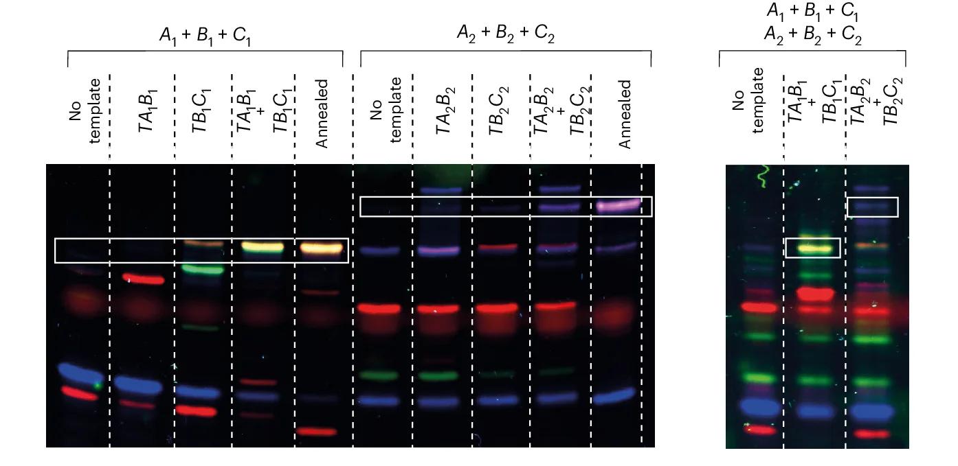 Open access visualization of Gel, Non-Denaturing PAGE, Reaction Products, Templates, Fluorescence