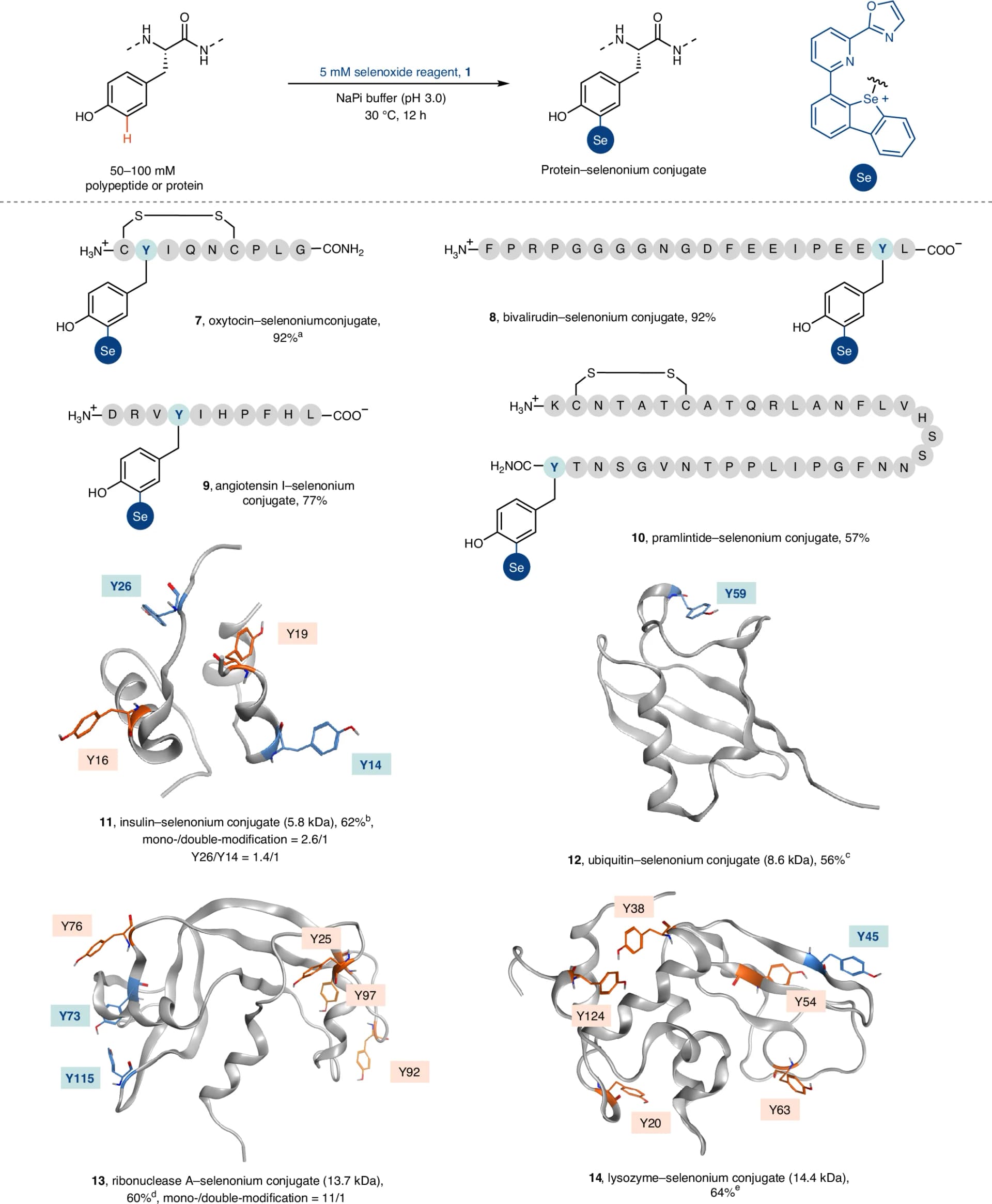Open access visualization of Protein Structure, Chemical Structure, MgCl2, Reaction Conditions
