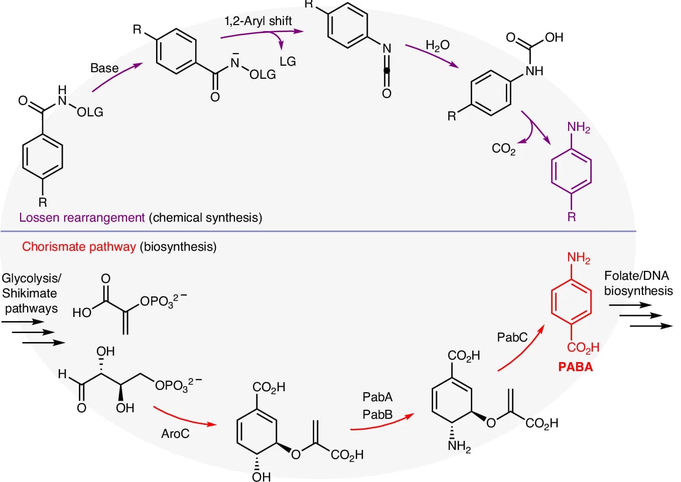 Open access visualization of Workflow, Flowchart, Lossen Rearrangement, Synthetic Organic Chemistry, Chorismate Pathways