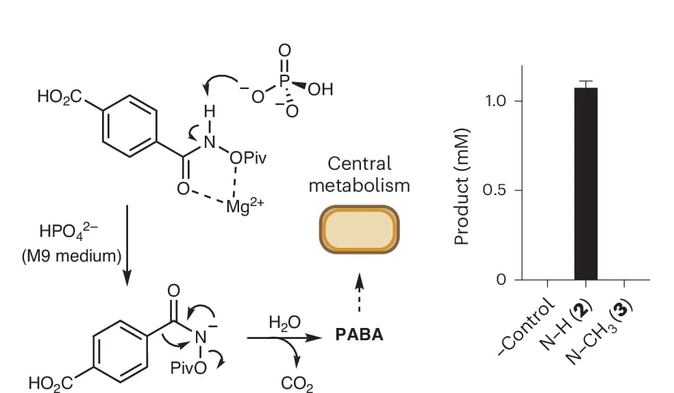 Open access visualization of Workflow, Bar Plot, Error Bars, Illustration, Phosphate-Catalysed Lossen Rearrangement