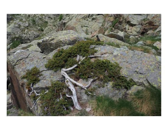 Open access visualization of Photo, Common Juniper, High Elevation, Prostrate Form