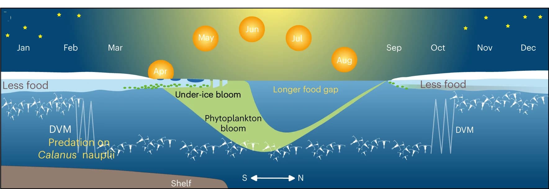 Open access visualization of Illustration, Zooplankton, Arctic Ocean, Diel Vertical Migration, Phytoplankton Bloom