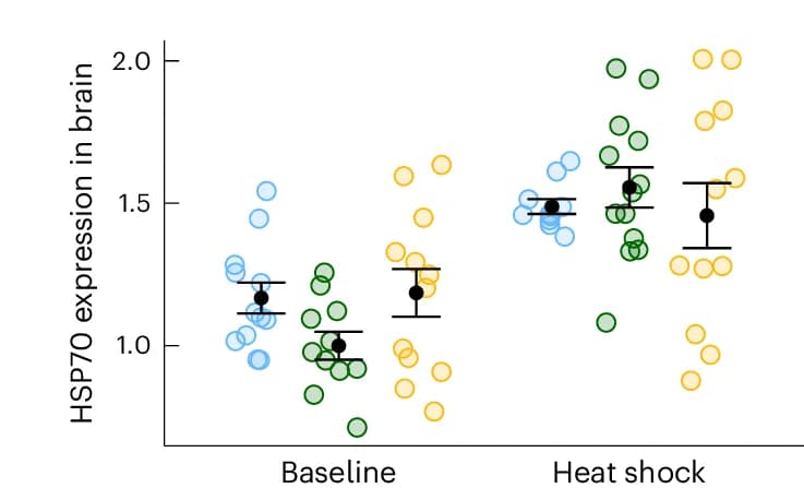 Open access visualization of Scatter Plot, Error Bars, Brain HSP70 Level, Control Treatment, Individuals