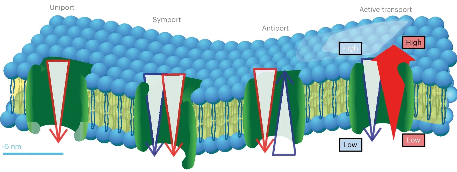 Open access visualization of Illustration, Workflow, Biological Membranes, Transport, Passive Transport