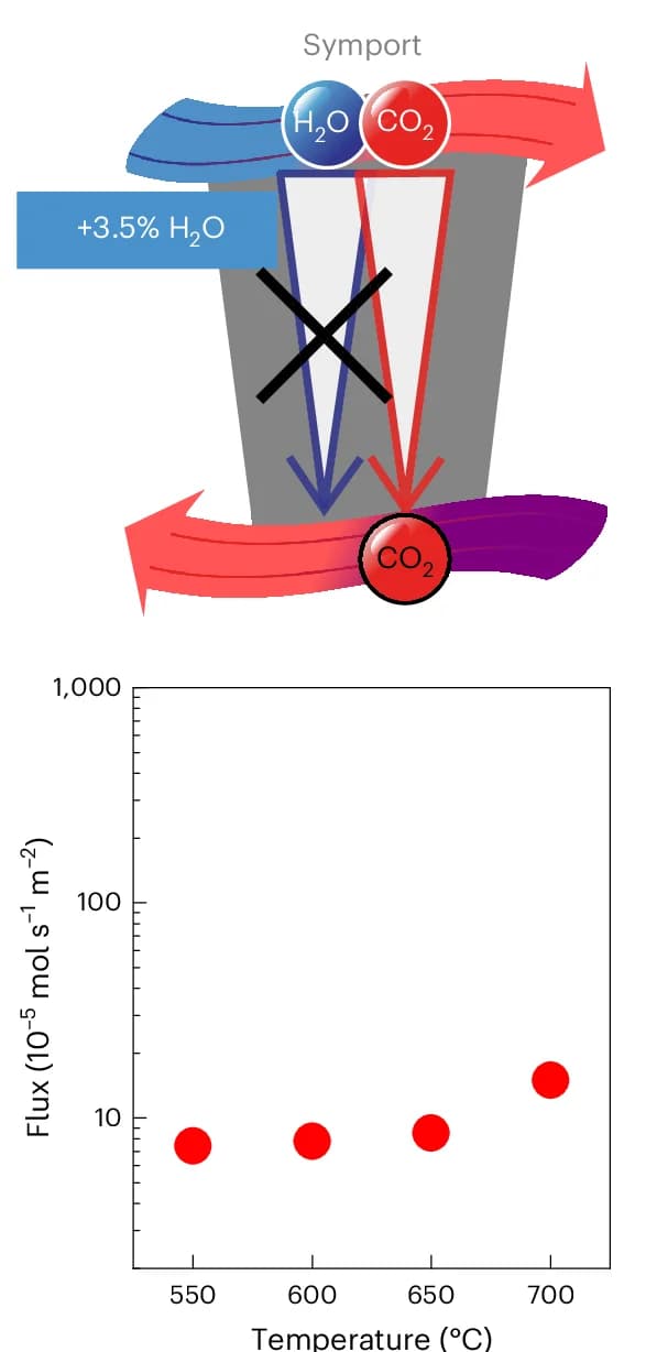 Open access visualization of Scatter Plot, Illustration, Facilitated Transport, Symport, Synthetic Membrane