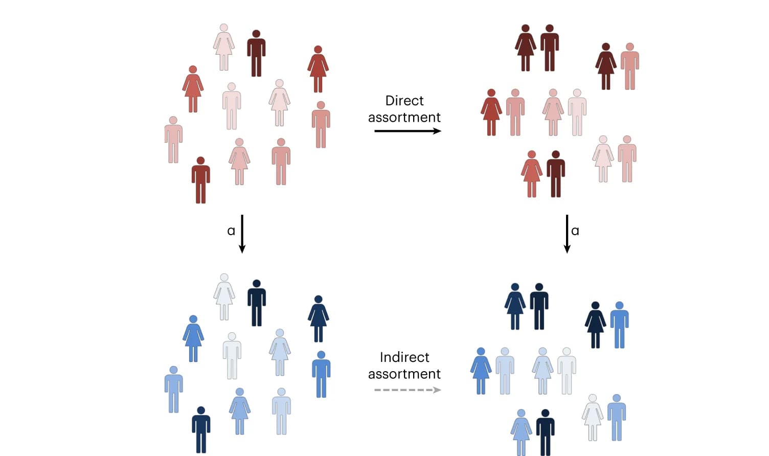 Open access visualization of Workflow, Flowchart, Illustration, Phenotypic Correlation, BMI
