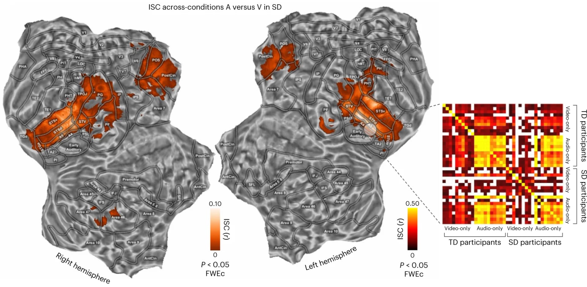 Open access visualization of Heatmap, ISC, SD Participants, TD Individuals, STG