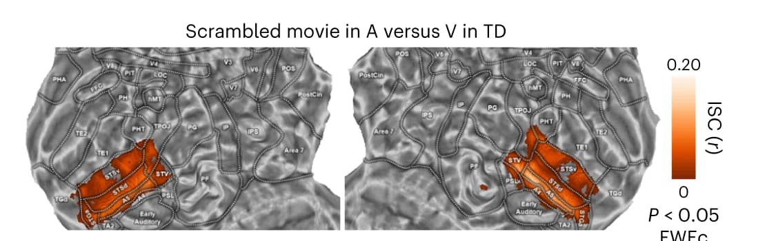 Open access visualization of Heatmap, ISC, TD Individuals, SD Individuals, Scrambled Movie