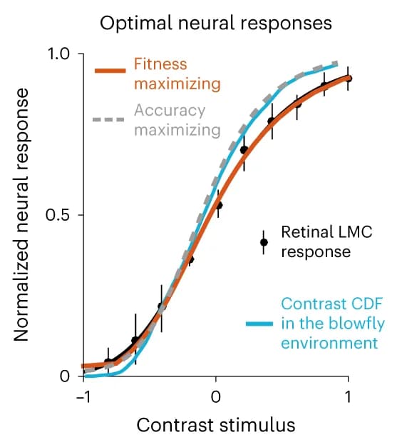 Open access visualization of Line Plot, Error Bars, Contrast Stimulus, Accuracy Maximization, Fitness Maximization