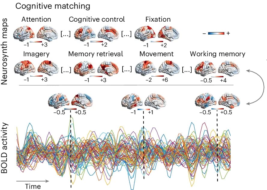 Open access visualization of Line Plot, Heatmap, Cognitive Matching Score, Brain Activity, Neurosynth Meta-analytic Maps