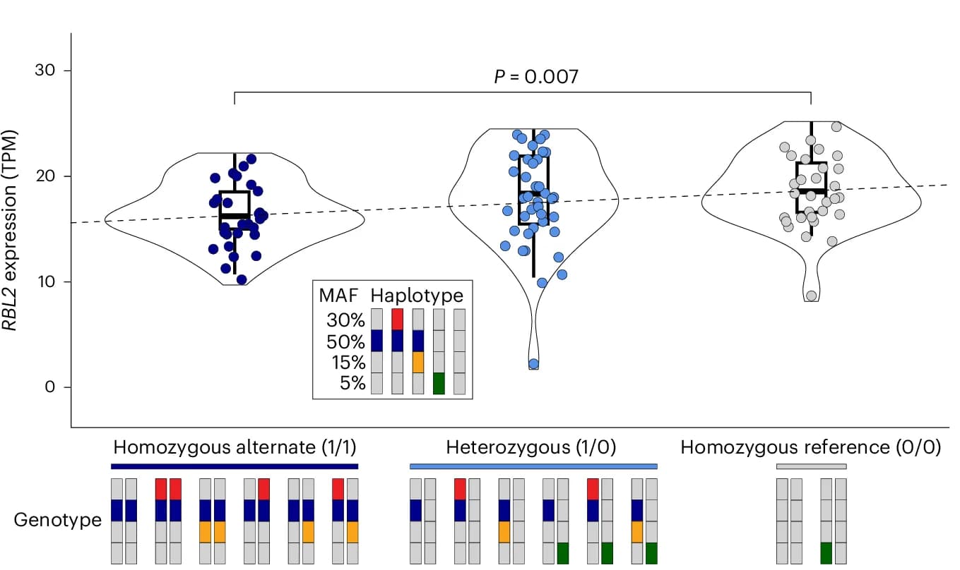 Open access visualization of Violin Plot, Box Plot, Scatter Plot, RBL2 Expression, Prefrontal Cortex