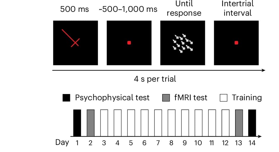 Open access visualization of Workflow, Bar Plot, Trial Diagram, Training Paradigm