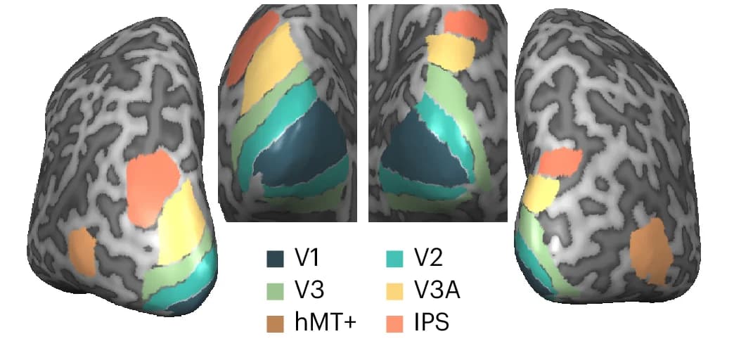 Open access visualization of 3D Plot, ROIs, Subject