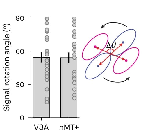 Open access visualization of Bar Plot, Error Bars, Scatter Plot, Illustration, Motion DCNNs
