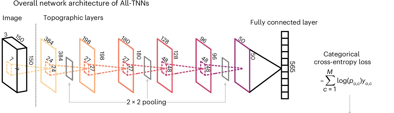 Open access visualization of Workflow, Flowchart, All-TNNs, Topographic Layers, Kernel Sizes