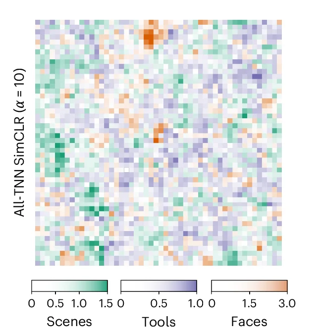 Open access visualization of Heatmap, Category Selectivity Analysis, SimCLR-trained All-TNN, Scenes, Tools
