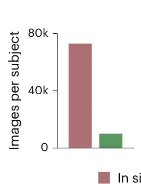 Open access visualization of Bar Plot, Image Conditions, Participants, In Silico fMRI Responses, In Vivo fMRI Responses