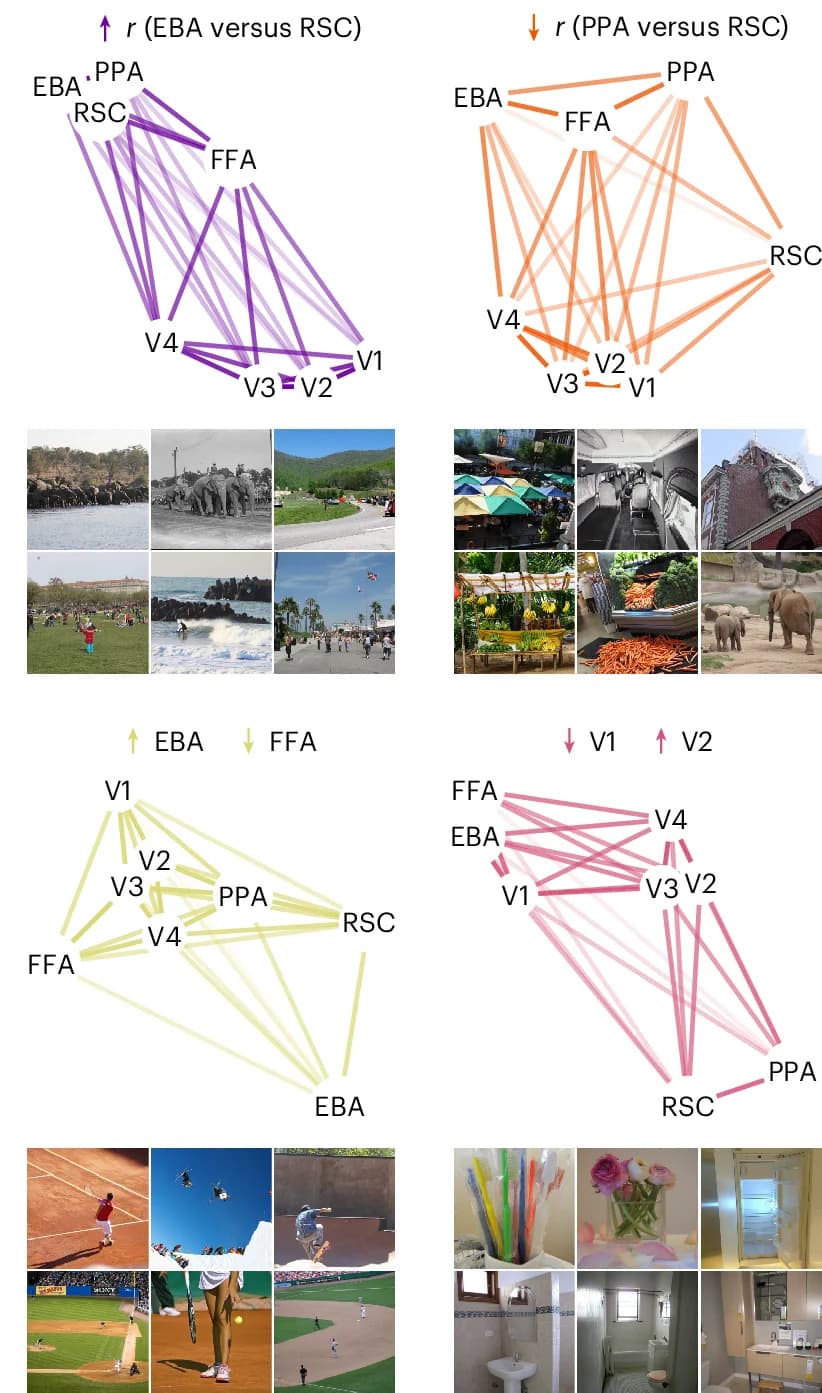 Open access visualization of Network, Photo, MDS Embeddings, In Silico, Multivariate fMRI