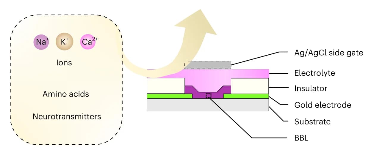 Open access visualization of Illustration, OECT Device