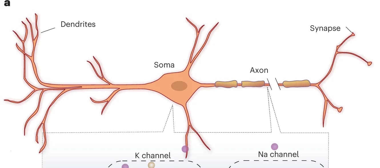 Open access visualization of Illustration, Na+ Channels, K+ Channels