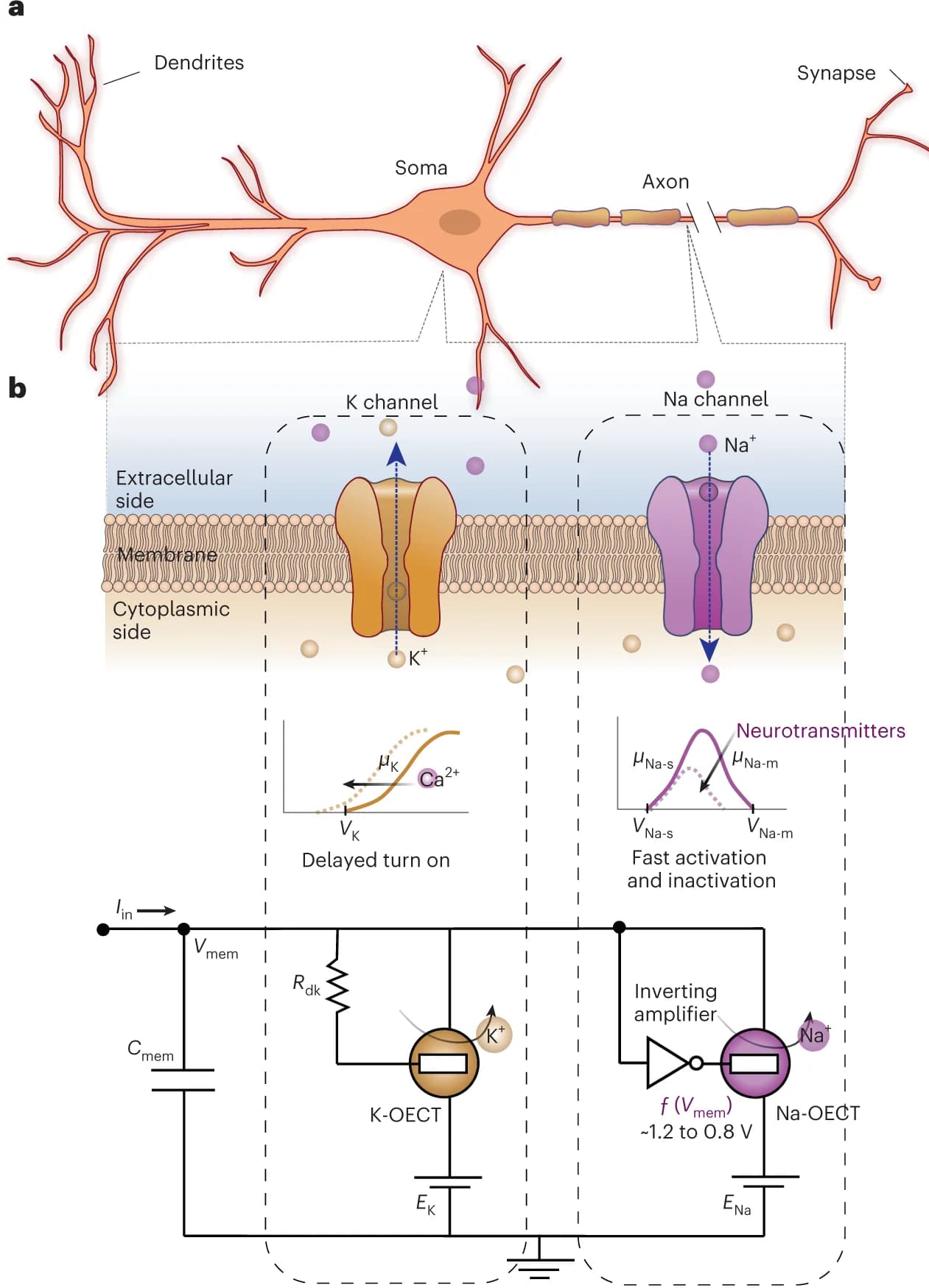Open access visualization of Illustration, Workflow, Flowchart, Line Plot, c-OECN Circuit